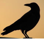 Crows are da best