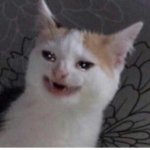 cat fart