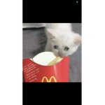 Jazzy eats humans :3
