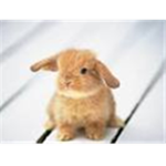Bunny lovers.