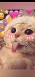 Cat_fans,!