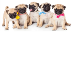 Phoebe plays loves pugs