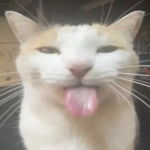 Rainbow Cat Creations