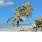 ~Simply tropics~