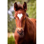 MindSet Equine Center