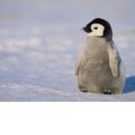 PENGUIN RAID build island