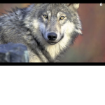 Cloudy Wolves