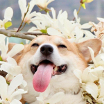 Corgi Fan Club ~Rbx~