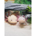 The Friendly Axolotl Group