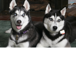 Adore the huskies club!
