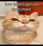 Low inteligence specimen
