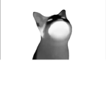 The Popcat Army!!!