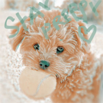 SunniStitch
