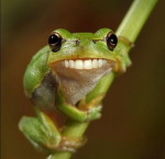 The Yippee Frog