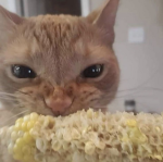 Corn Cat 123