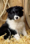 Cute border collies