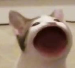Cat Tribe - Only Cats - Offical Group