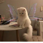 cats r cute<3