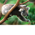 Taco and koalas are the best ever yes hhhhh