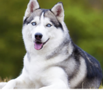 Husky_Fan
