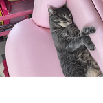 are cats cute