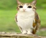Our Loving and Accepting Meowl Family