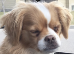 Charlie Dog