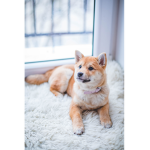 Dogepro studios