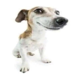 جيش شيخ ميو