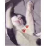 HI buddy’s