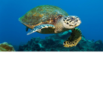 The_sea turtles