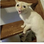 ~Kitten fans from around the world~