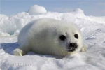 save the animals stop littering