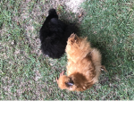 Loving memory of peanut