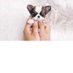 Puppies are to cute