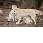 The albino wolf pack