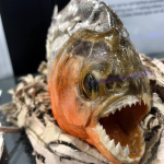 PiranhasAreScary