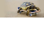 turtles are awesome!!!!