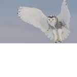 owl clubs!