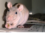 rAt faN gRoUp!