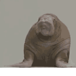 *Walrus*