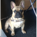 Frenchbulldog group :)))