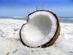 THE COCONUT CULT :)