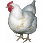 Team Chicken Squad
