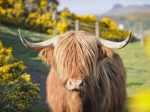 higland cows <3