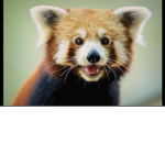 Hi red panda