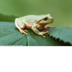 Frog team <3