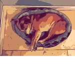 !CHIHUAHUA fans!