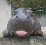 hipp0z