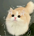 kwittycoree